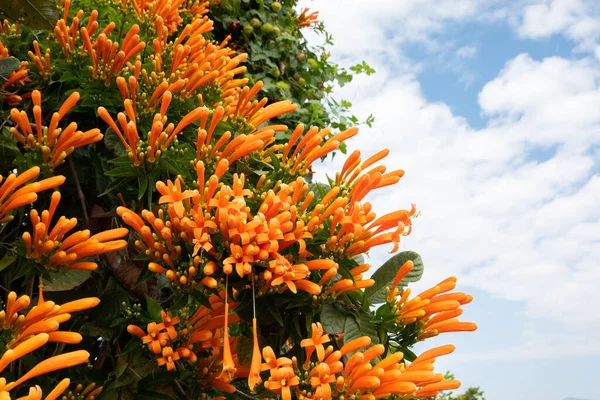 Оранжевый Пламенный Рог Виноградная Лоза Цветы Небом Тайване — стоковое фото