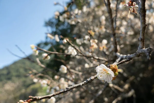Landscape White Plum Blossom Winter Daytime Nantou Taiwan — Stock Photo, Image