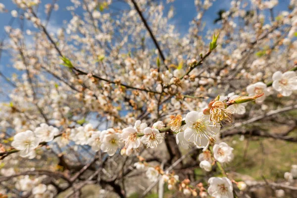 Weiße Pflaumenblüte Unter Blauem Himmel Wintertag Bei Nantou Taiwan — Stockfoto