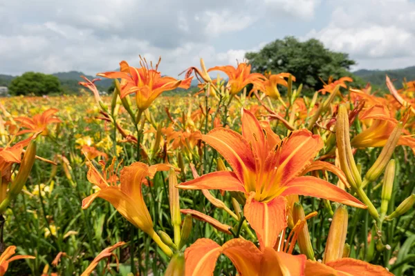 Krajobraz Tygrysa Lilia Pomarańczowy Dzień Kwiaty Gospodarstwa Tajwanie — Zdjęcie stockowe