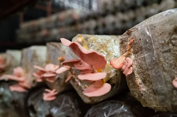 Funghi Che Crescono Sacchetto Plastica Una Fattoria Nantou Taiwan — Foto Stock