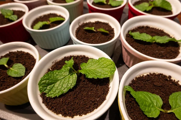Cupcake Green Plant Black Chocolate Closeup Image — Stock Photo, Image