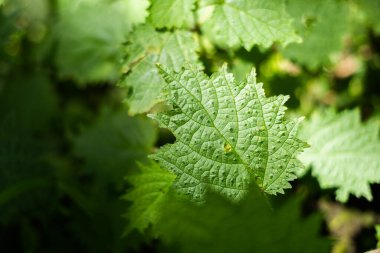 Tayvan 'ın tropik ormanlarındaki ısırgan otunun yakın plan görüntüsü.