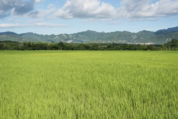 Paisaje Granja Arroz Verde Paisaje Durante Día —  Fotos de Stock