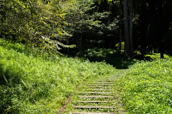 Escadas Floresta Xitou Nantou Counry Taiwan — Fotografia de Stock