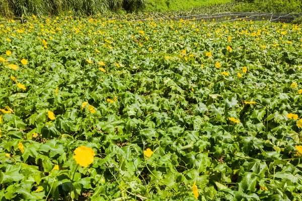 Gospodarstwo Gąbczaste Żółtymi Kwiatami Zielonymi Liśćmi Ciągu Dnia — Zdjęcie stockowe