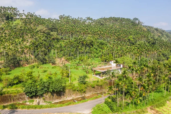 Landschap Van Betelnoot Boom Onder Hemel Bij Nantou Taiwan Azië — Stockfoto