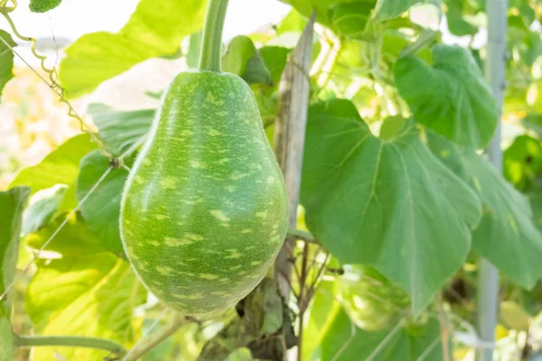 green bottle gourd on the tree in the outdoor