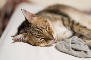 Tembel ve komik tekir kedi evde bir yatakta kal.