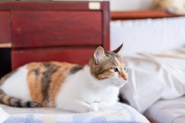 Küçük kaplumbağa kabuklu kedi evde yatakta yatıyor.