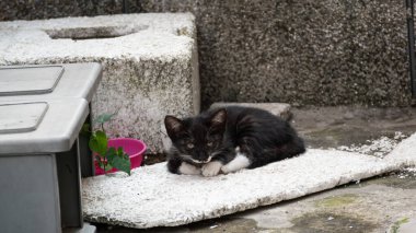 komik sokak kedisi siyah beyaz kedi