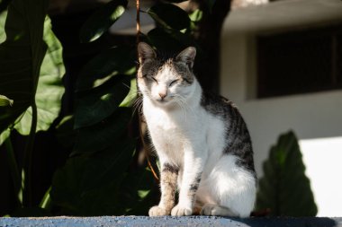 Dikkatli bir sokak kedisi gibi sana bakıyorum.