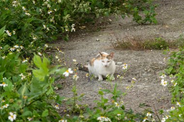 Şehrin dışında başıboş bir kedi.