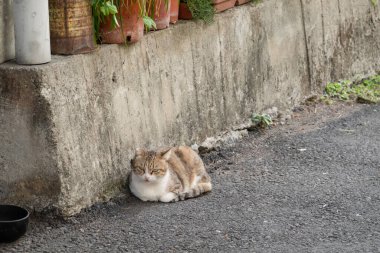Sokak kedisi duruşu ve şehrin sokaklarında kendine bir bak