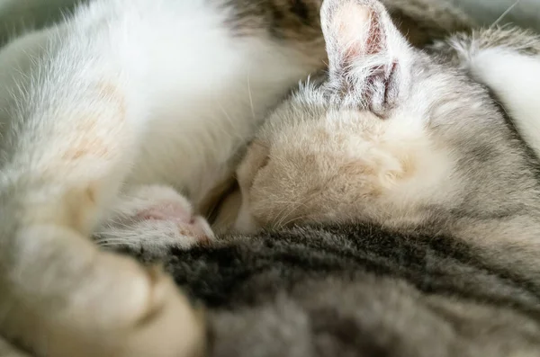 Домашняя Кошка Спит Своей Дочерью Коробке — стоковое фото
