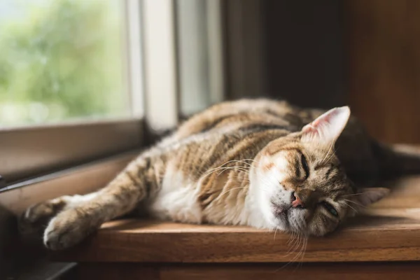 Τεμπέλα Γάτα Κοιμάται Στο Ξύλινο Γραφείο — Φωτογραφία Αρχείου