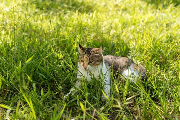 Kätzchen Auf Der Wiese Hauskatze Freien — Stockfoto