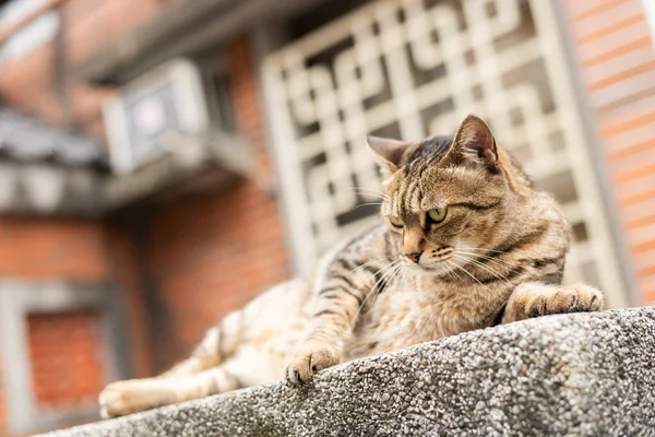 Grasso Randagio Tabby Gatto Sedersi Pilastro All Esterno — Foto Stock