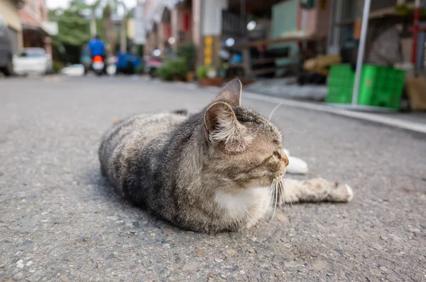 Toulavá Kočka Ležící Zemi Ulici — Stock fotografie
