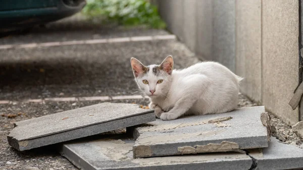 Petit Chat Blanc Errant Dans Rue Dans Une Ville — Photo