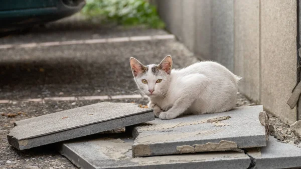 Pequeño Gato Blanco Callejero Calle Una Ciudad — Foto de Stock