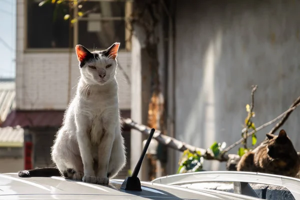 Дикая Агрессивная Черно Белая Кошка Улице — стоковое фото