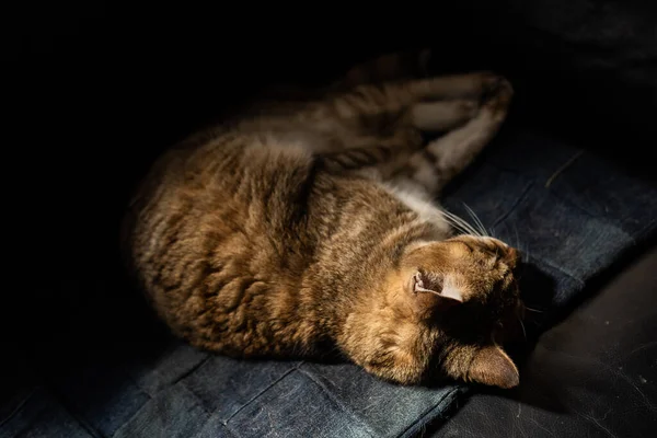 Жирний Таббі Домашній Кіт Спить Дивані — стокове фото