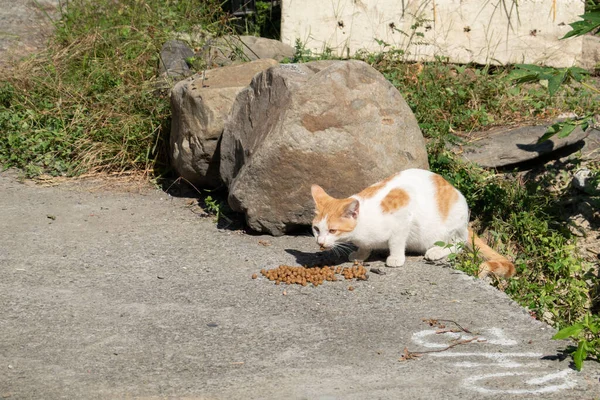 Бродячая Кошка Ест Еду Улице Городе — стоковое фото