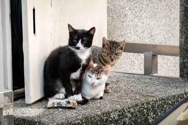 Junge Streunende Katze Mit Ihren Brüdern Auf Der Straße Einer — Stockfoto