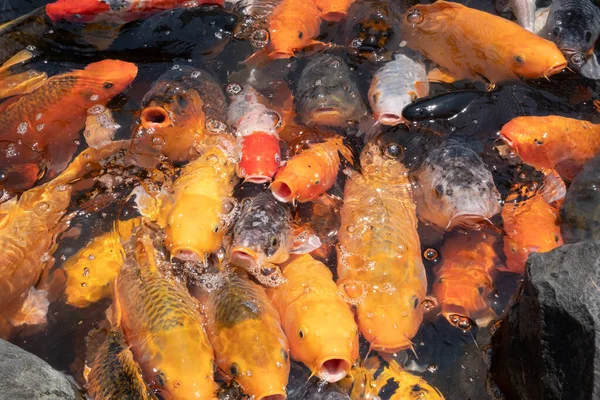 Группа Золотых Рыб Открытым Ртом Ждут Кормления Пруду — стоковое фото
