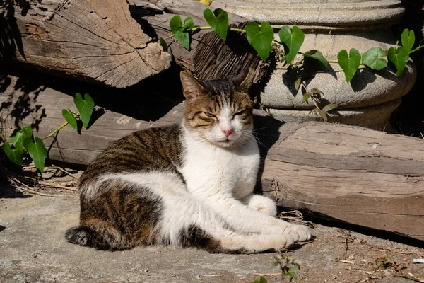 Streunende Dicke Katze Schläft Außerhalb Einer Stadt — Stockfoto