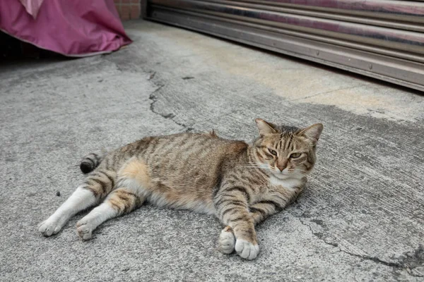 怠惰な野良猫が街の通りで眠り — ストック写真