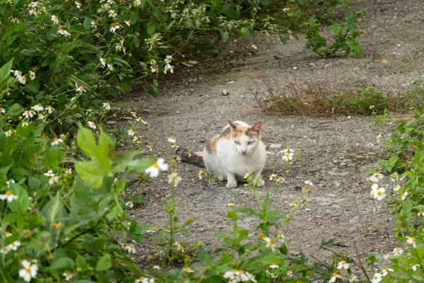 Şehrin dışında başıboş bir kedi.