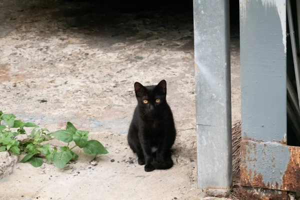Gato Negro Callejero Sentarse Suelo Esperar Alguien —  Fotos de Stock
