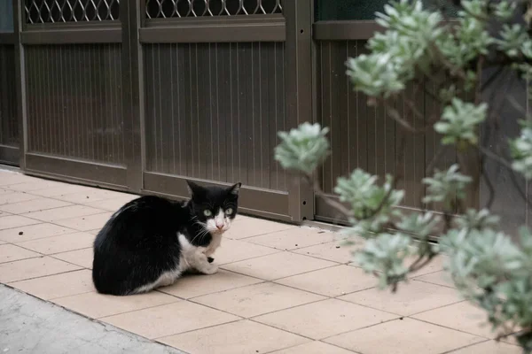 Gato Blanco Negro Callejero Sentarse Esperar Delante Una Puerta Exterior —  Fotos de Stock
