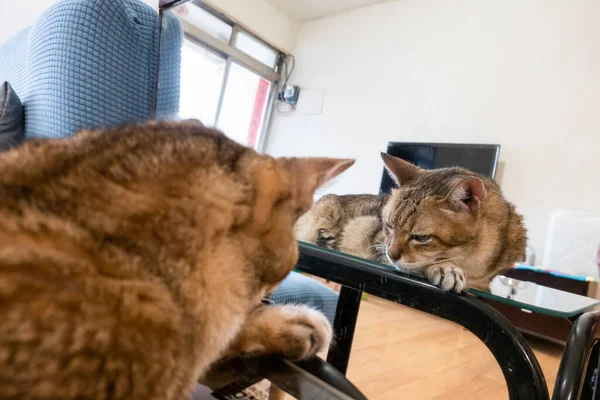 Oud Tabby Kat Zitten Een Tafel Met Spiegel Reflectie Thuis — Stockfoto