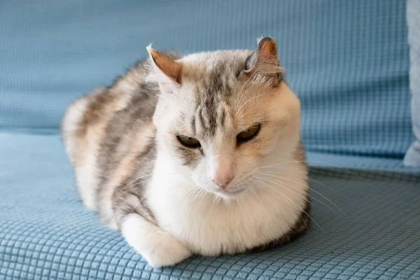 Gris Gato Doméstico Dormir Sofá Casa —  Fotos de Stock