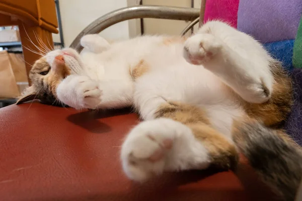 Domácí Legrační Želvovina Kočka Spí Židli Doma — Stock fotografie