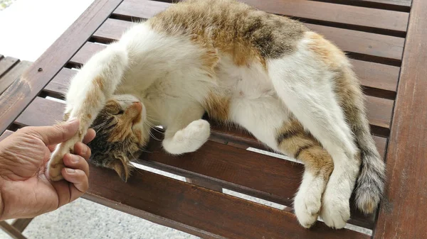 Toque Gato Dormindo Deitado Uma Mesa Madeira Livre — Fotografia de Stock