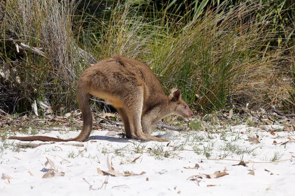 Young kangaroo on white sand — Stock Photo, Image