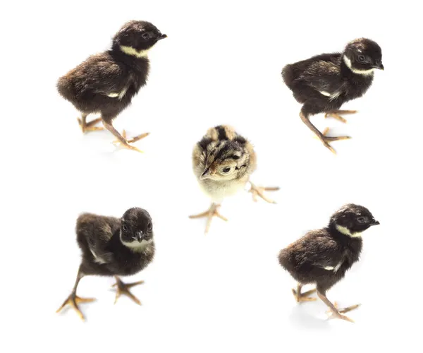 Pheasant Chicks isolated on white — Stock Photo, Image