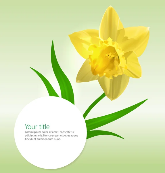 Fondo vectorial con flor de Narciso — Archivo Imágenes Vectoriales