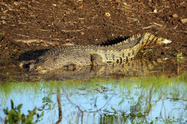 Crocodilo australiano — Fotografia de Stock