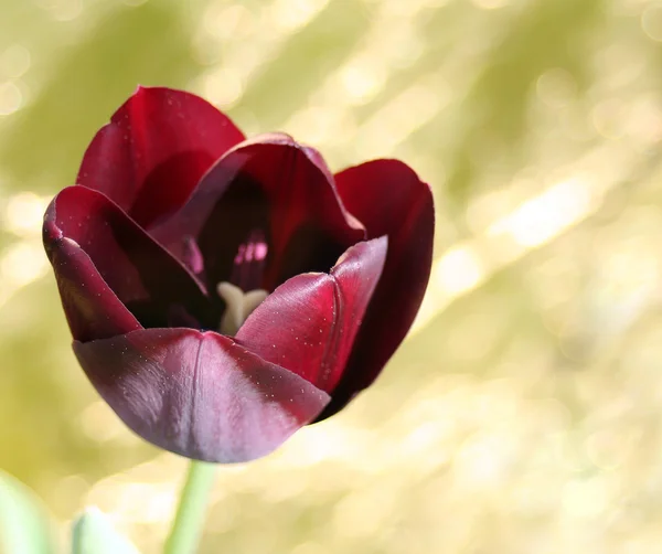 Schwarze Tulpe — Stockfoto