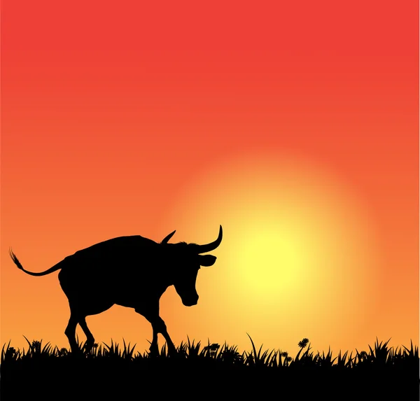 Vector bull silhouette on sunset — Stock Vector