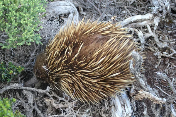 Echidna — Stockfoto