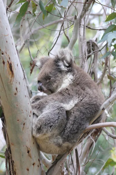 Koala slapen in eucalyptus boom — Stockfoto