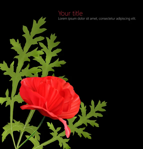 黑色背景上孤立的朵罂粟花. — 图库矢量图片