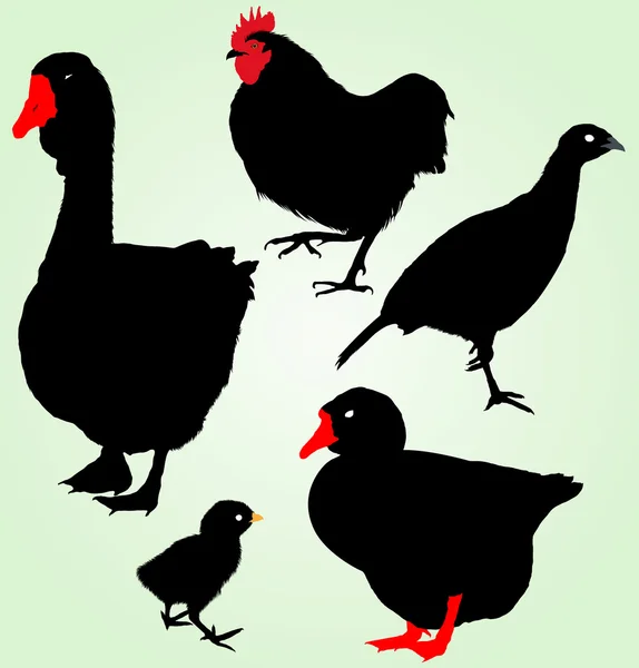 Collection of silhouettes of ferme birds — Stock Vector