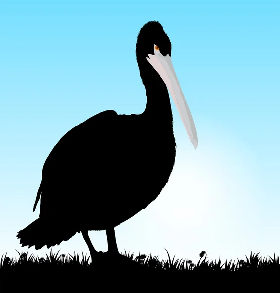 Векторный пеликан — стоковый вектор